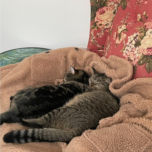 Sun🌞😸 Moon🌚😽 & Kelly🤸🏽♂️💕 - Picture 2 of 2